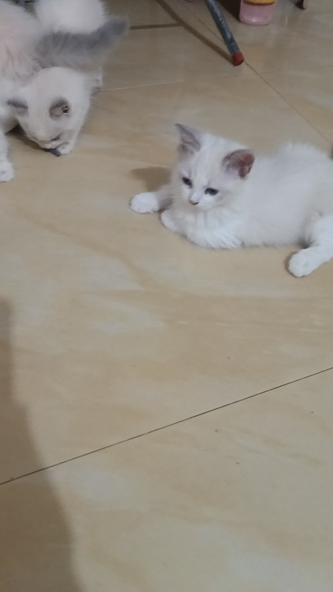 自己家养的布偶猫，高产猫咪九只。蓝双比较多。看上私聊。